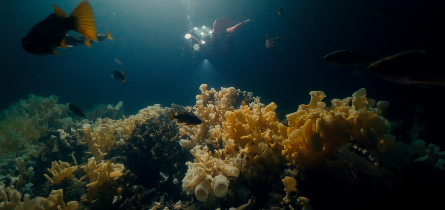 Glass Sponge Reefs